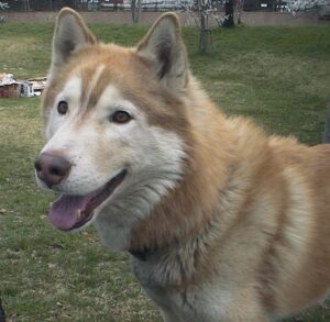 ハスキー犬のジョンくん。優しい犬でした。